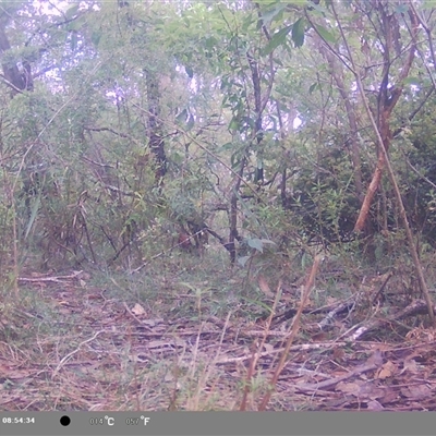 Ptilonorhynchus violaceus (Satin Bowerbird) at Oakdale, NSW - 7 Nov 2024 by bufferzone