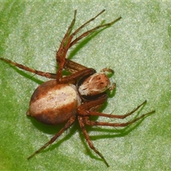 Oxyopes (genus) (Lynx spider) at Sheldon, QLD - 22 Oct 2024 by PJH123
