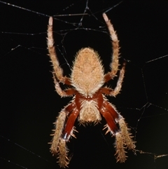 Hortophora transmarina (Garden Orb Weaver) at Sheldon, QLD - 22 Oct 2024 by PJH123