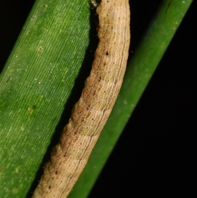 Lepidoptera unclassified IMMATURE moth at Sheldon, QLD - 22 Oct 2024 by PJH123