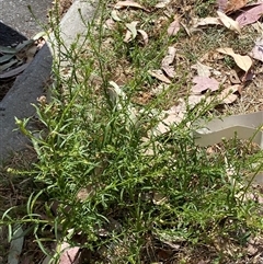 Lepidium africanum (Common Peppercress) at Karabar, NSW - 8 Nov 2024 by SteveBorkowskis