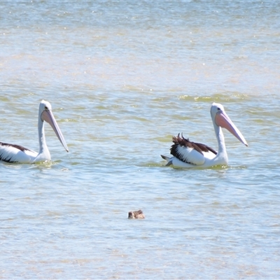 Pelecanus conspicillatus (Australian Pelican) at Nelson, VIC - 31 Oct 2024 by MB