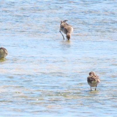 Calidris acuminata (Sharp-tailed Sandpiper) at Nelson, VIC - 31 Oct 2024 by MB