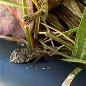 Capua dura at Aranda, ACT - 8 Nov 2024 11:03 AM