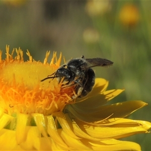 Lasioglossum (Chilalictus) sp. (genus & subgenus) at Barton, ACT - 3 Nov 2024