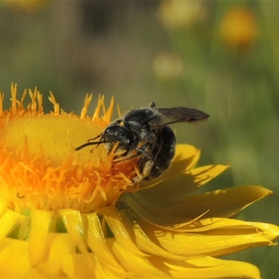 Lasioglossum (Chilalictus) sp. (genus & subgenus) (Halictid bee) at Barton, ACT - 3 Nov 2024 by MichaelBedingfield