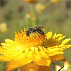 Lasioglossum (Chilalictus) sp. (genus & subgenus) at Barton, ACT - 3 Nov 2024