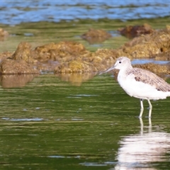 Tringa nebularia (Common Greenshank) at Port Fairy, VIC - 31 Oct 2024 by MB