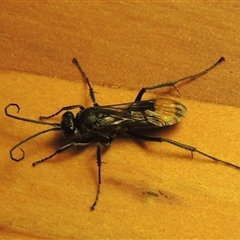 Calopompilus sp. (genus) (Spider wasp) at Conder, ACT - 28 Oct 2024 by MichaelBedingfield