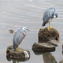 Egretta novaehollandiae (White-faced Heron) at Port Fairy, VIC - 31 Oct 2024 by MB