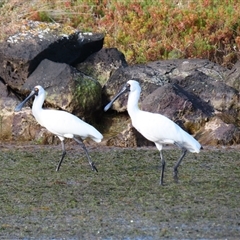 Platalea regia (Royal Spoonbill) at Port Fairy, VIC - 31 Oct 2024 by MB