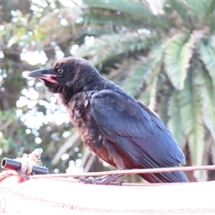 Corvus mellori (Little Raven) at Port Fairy, VIC - 1 Nov 2024 by MB