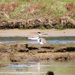 Vanellus miles (Masked Lapwing) at Port Fairy, VIC - 31 Oct 2024 by MB