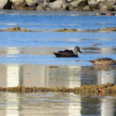 Anas superciliosa (Pacific Black Duck) at Port Fairy, VIC - 31 Oct 2024 by MB