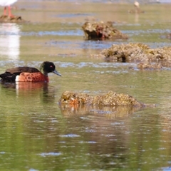 Anas castanea (Chestnut Teal) at Port Fairy, VIC - 31 Oct 2024 by MB