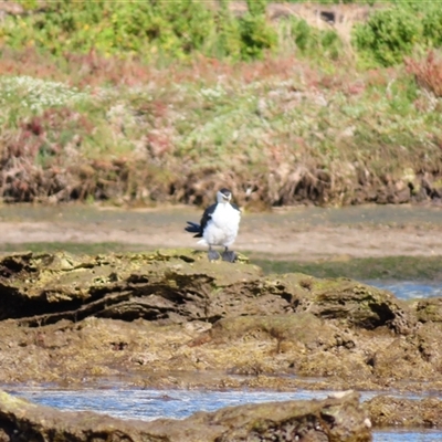 Microcarbo melanoleucos (Little Pied Cormorant) at Port Fairy, VIC - 31 Oct 2024 by MB