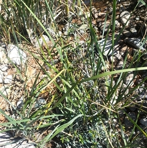 Alternanthera philoxeroides at Evatt, ACT - 8 Nov 2024 10:36 AM