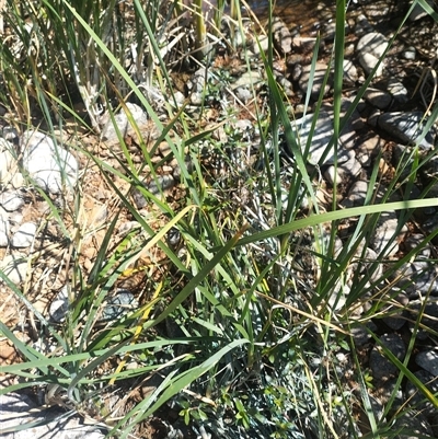 Alternanthera philoxeroides (Alligator Weed) at Evatt, ACT - 7 Nov 2024 by rbannister