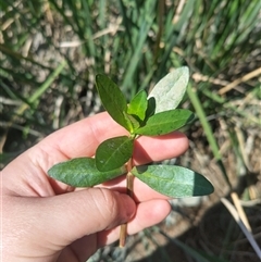 Alternanthera philoxeroides at Evatt, ACT - 8 Nov 2024 10:36 AM