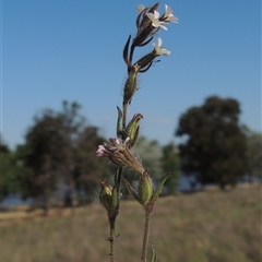 Silene gallica var. gallica - 3 Nov 2024 by MichaelBedingfield