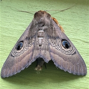 Dasypodia selenophora at Higgins, ACT - 8 Nov 2024