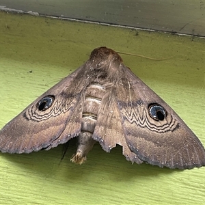 Dasypodia selenophora at Higgins, ACT - 8 Nov 2024