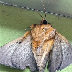 Dasypodia selenophora at Higgins, ACT - 8 Nov 2024