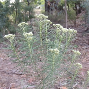 Cassinia longifolia at Barton, ACT - 3 Nov 2024 04:59 PM