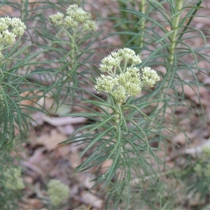 Cassinia longifolia at Barton, ACT - 3 Nov 2024 04:59 PM