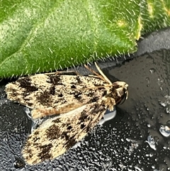 Barea (genus) at Higgins, ACT - 8 Nov 2024 11:08 AM