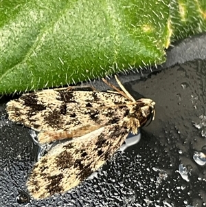 Barea (genus) at Higgins, ACT - 8 Nov 2024 11:08 AM