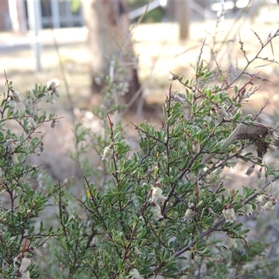 Cryptandra amara (Bitter Cryptandra) at Barton, ACT - 3 Nov 2024 by MichaelBedingfield