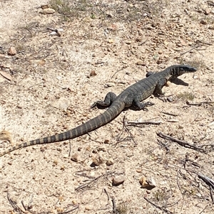 Varanus rosenbergi at Rendezvous Creek, ACT - suppressed