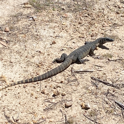 Varanus rosenbergi (Heath or Rosenberg's Monitor) at Rendezvous Creek, ACT - 7 Nov 2024 by AdamHenderson