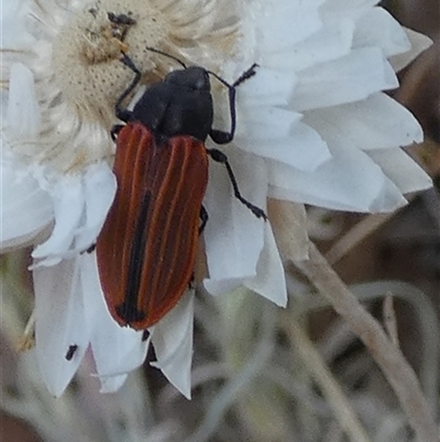 Castiarina erythroptera (Lycid Mimic Jewel Beetle) at Queanbeyan West, NSW - 9 Nov 2024 by Paul4K