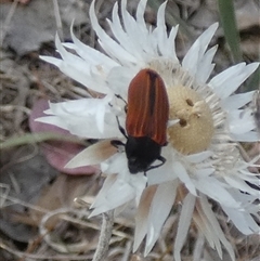 Castiarina erythroptera at Queanbeyan West, NSW - 9 Nov 2024 07:19 AM