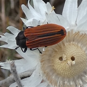 Castiarina erythroptera at Queanbeyan West, NSW - 9 Nov 2024 07:19 AM