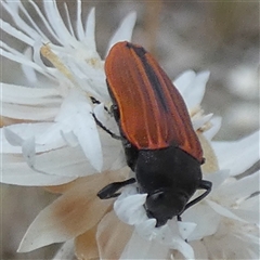 Castiarina erythroptera at Queanbeyan West, NSW - 9 Nov 2024 07:19 AM