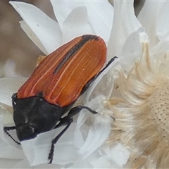 Castiarina erythroptera at Queanbeyan West, NSW - 9 Nov 2024 07:19 AM