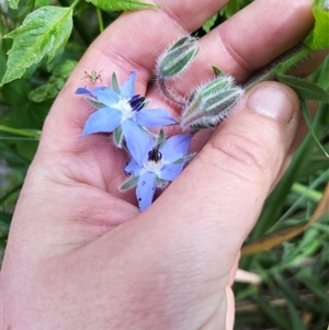 Borago officinalis at Evatt, ACT - 1 Nov 2024 10:42 AM