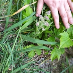 Borago officinalis at Evatt, ACT - 1 Nov 2024 10:42 AM