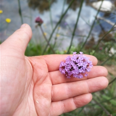 Verbena incompta (Purpletop) at Evatt, ACT - 1 Nov 2024 by rbannister