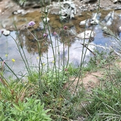 Verbena incompta at Evatt, ACT - 1 Nov 2024 10:47 AM