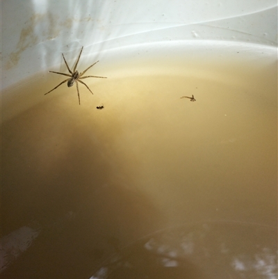 Dolomedes sp. (genus) (Fishing spider) at Evatt, ACT - 1 Nov 2024 by rbannister