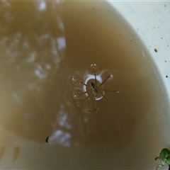 Dolomedes sp. (genus) at Evatt, ACT - 1 Nov 2024 10:22 AM