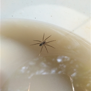 Dolomedes sp. (genus) at Evatt, ACT - 1 Nov 2024