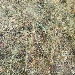 Eragrostis curvula at Evatt, ACT - 6 Nov 2024 08:47 AM