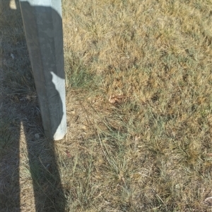 Eragrostis curvula at Evatt, ACT - 6 Nov 2024 08:47 AM