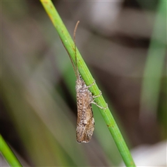 Trichoptera (order) at Tharwa, ACT - 6 Nov 2024 by DPRees125