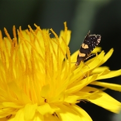 Glyphipterix chrysoplanetis (A Sedge Moth) at Yarralumla, ACT - 5 Nov 2024 by TimL